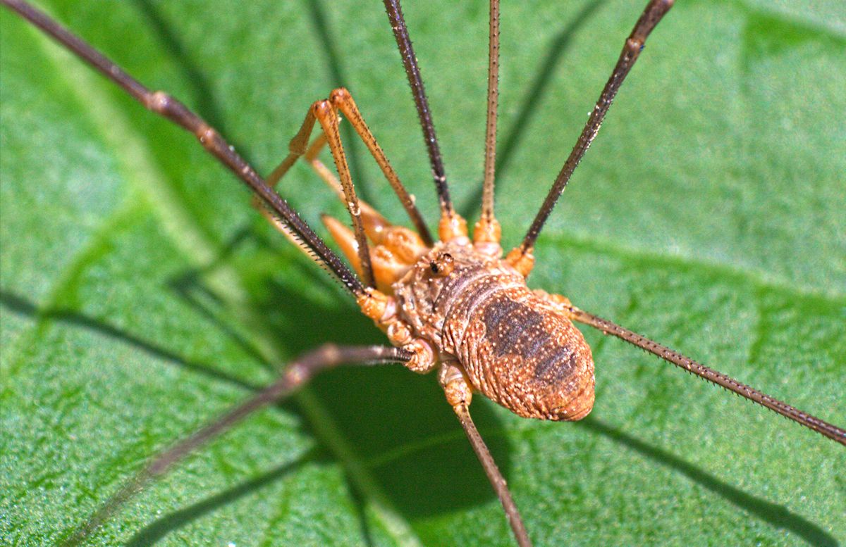 opiliones da identificare